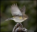 _B213073 yellow-rumped warbler